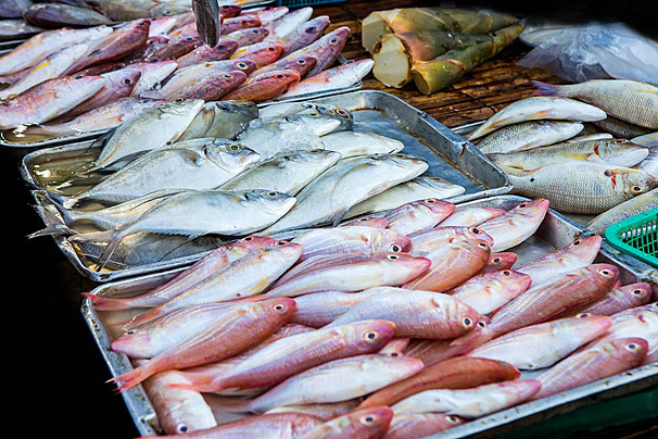 Ikan Laut